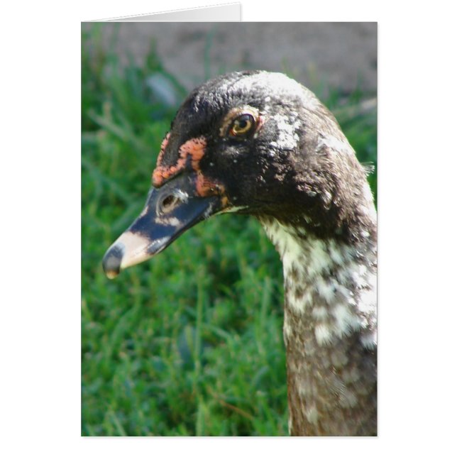 Blue Pied Muscovy Drake Hälsningskort (Framsidan)