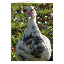 Blue Pied Muscovy Hen Hälsningskort