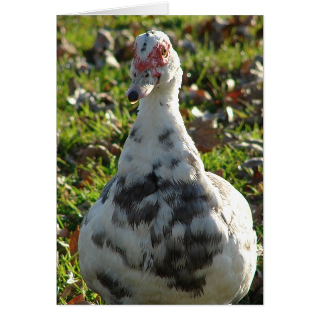 Blue Pied Muscovy Hen Hälsningskort (Framsidan)
