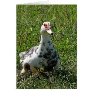 Blue Pied Muscovy Hen och Ducklings Hälsningskort
