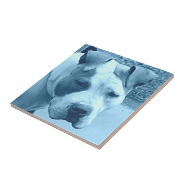 Blue Pit Bull Photo Tile Kakelplatta (Sidan)