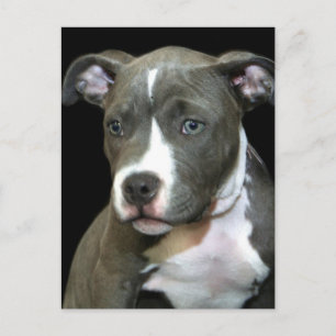 Blue Pitbull Puppy Vykort