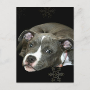 Blue Pitbull Puppy Vykort