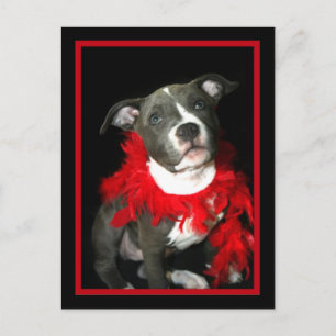 Blue Pitbull Puppy Vykort