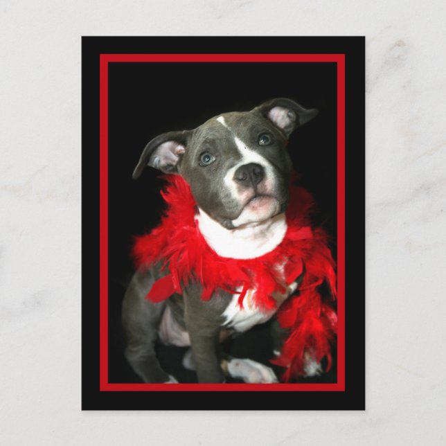 Blue Pitbull Puppy Vykort (Framsida)
