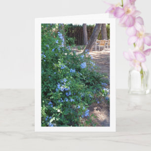 Blue Plumbago Blommar Plant Kort