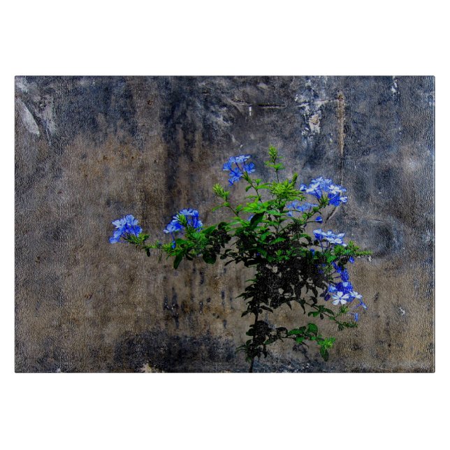 Blue Plumbago Flower (Framsidan)