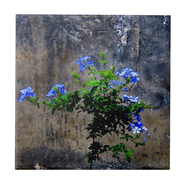 Blue Plumbago Kakelplatta (Framsidan)