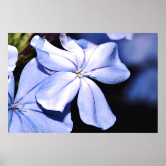 Blue Plumbago på Canvas Poster