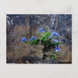Blue Plumbago Vykort