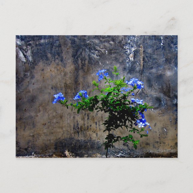 Blue Plumbago Vykort (Framsida)