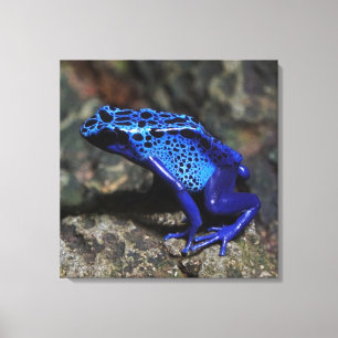 Blue Poison Dart Frog, Bright Blue Frog Canvastryck