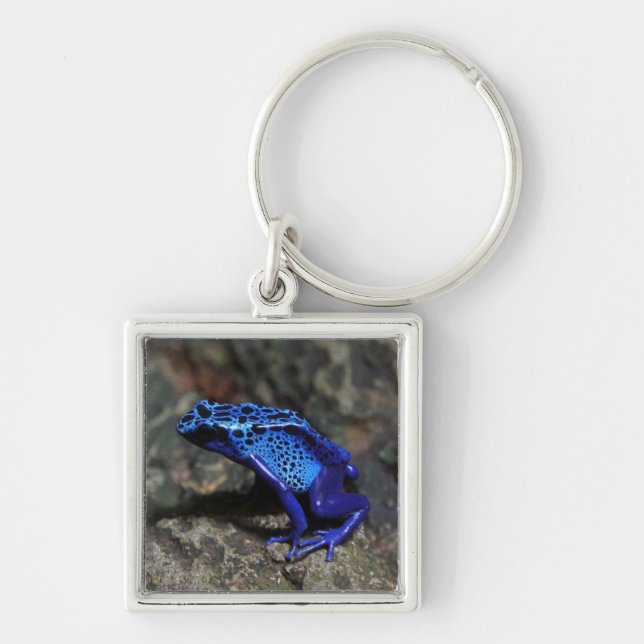 Blue Poison Dart Frog, Bright Blue Frog Fyrkantig Silverfärgad Nyckelring (Framsidan)