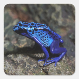 Blue Poison Dart Frog, Bright Blue Frog Fyrkantigt Klistermärke