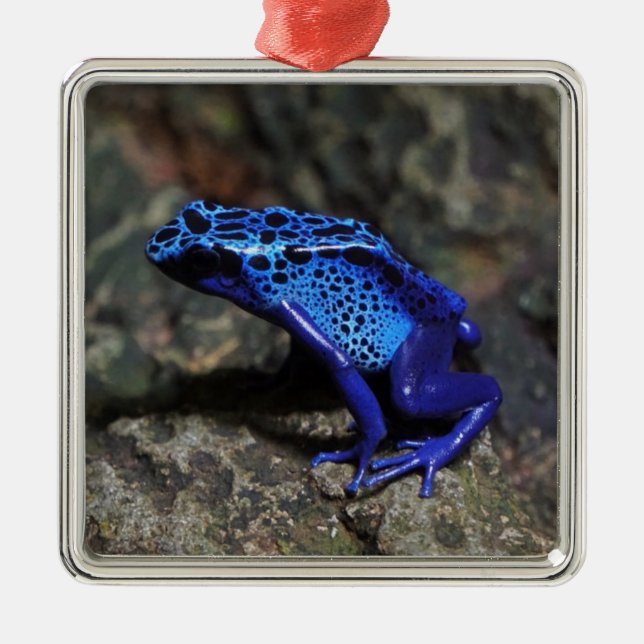 Blue Poison Dart Frog, Bright Blue Frog Julgransprydnad Metall (Framsidan)