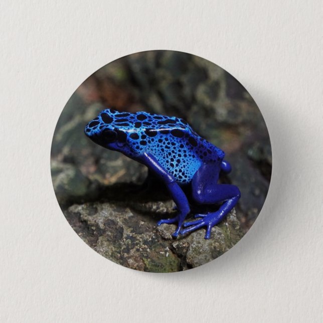 Blue Poison Dart Frog, Bright Blue Frog Knapp (Framsida)