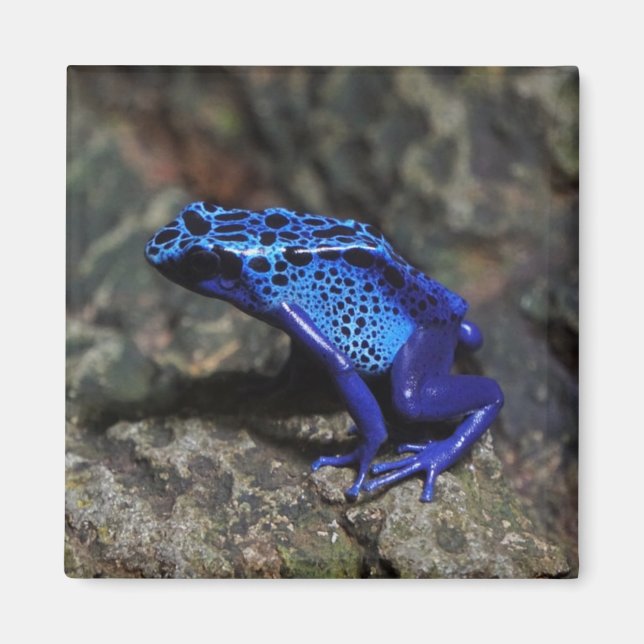 Blue Poison Dart Frog, Bright Blue Frog Magnet (Framsidan)
