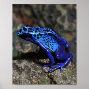 Blue Poison Dart Frog, Bright Blue Frog Poster