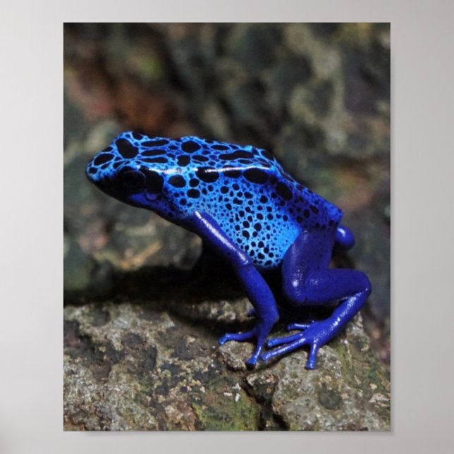 Blue Poison Dart Frog, Bright Blue Frog Poster (Framsidan)