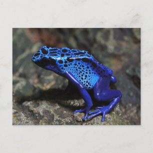 Blue Poison Dart Frog, Bright Blue Frog Vykort