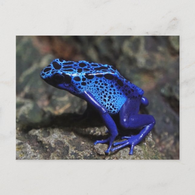 Blue Poison Dart Frog, Bright Blue Frog Vykort (Framsida)
