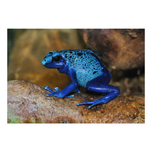 Blue Poison Dart Frog Dendrobates Azureus Fototryck