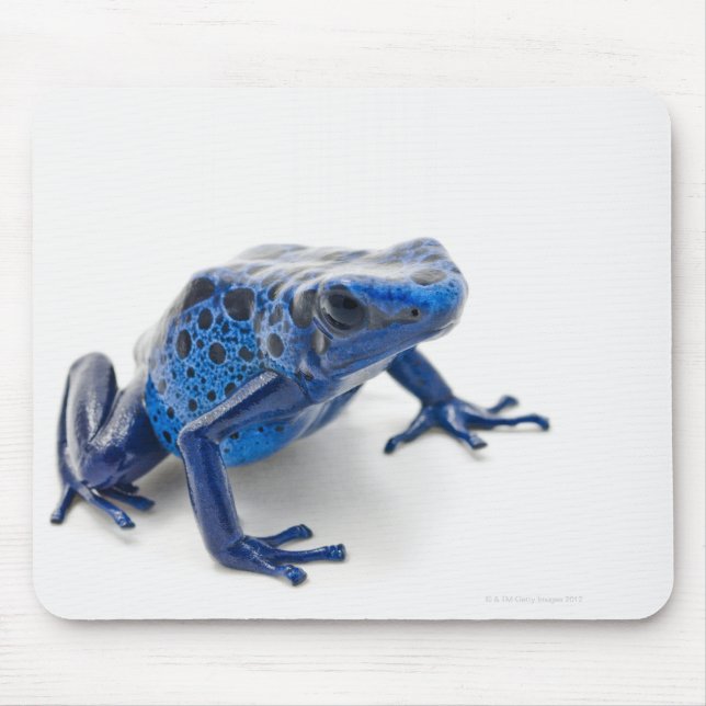 Blue Poison Dart Frog (Dendrobates Tinctorius) Musmatta (Framsidan)