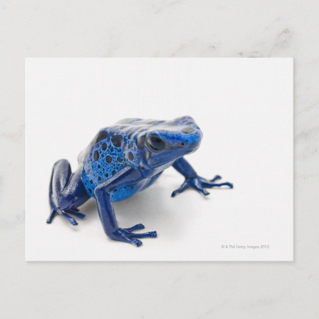 Blue Poison Dart Frog (Dendrobates Tinctorius) Vykort (Framsida)