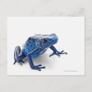 Blue Poison Dart Frog (Dendrobates Tinctorius) Vykort