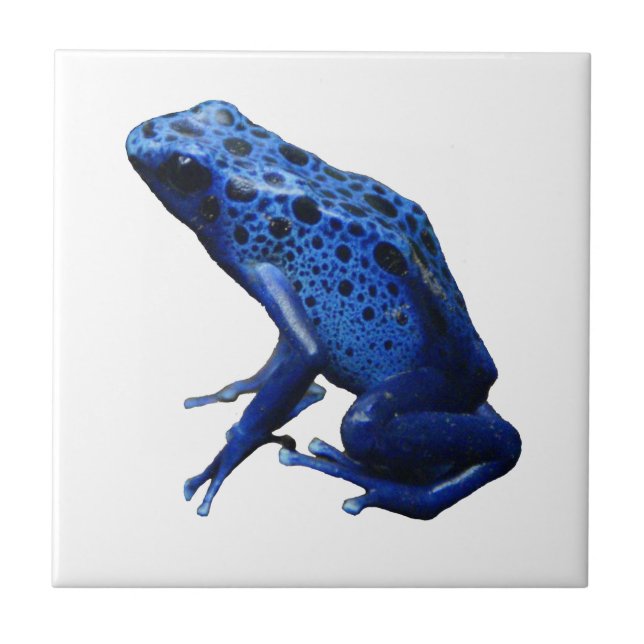 Blue Poison Dart Frog Kakelplatta (Framsidan)