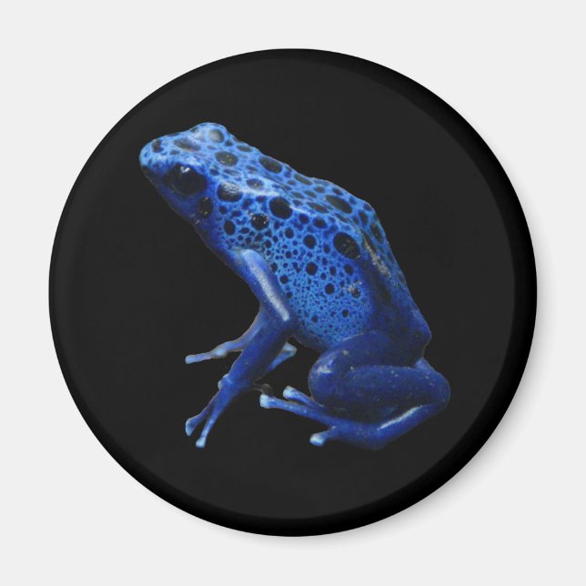 Blue Poison Dart Frog Magnet (Framsidan)