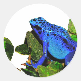 Blue Poison Dart Frog Runt Klistermärke