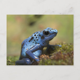 Blue Poison Dart Frog Vykort