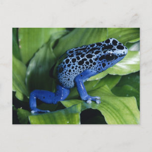 Blue Poison Dart Frog Vykort