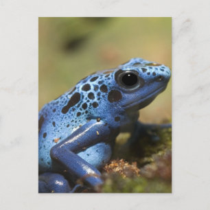 Blue Poison Dart Frog Vykort