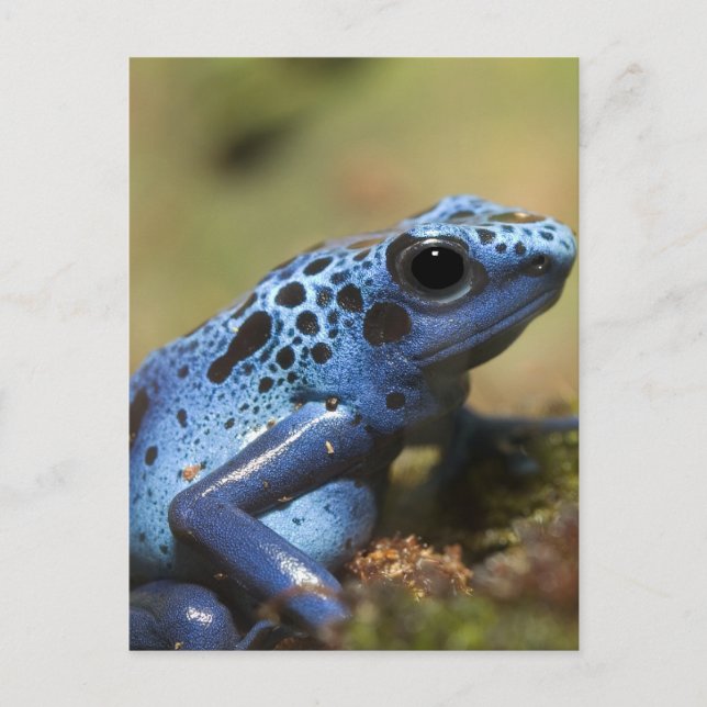 Blue Poison Dart Frog Vykort (Framsida)