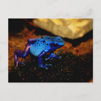 Blue Poison Frog Vykort
