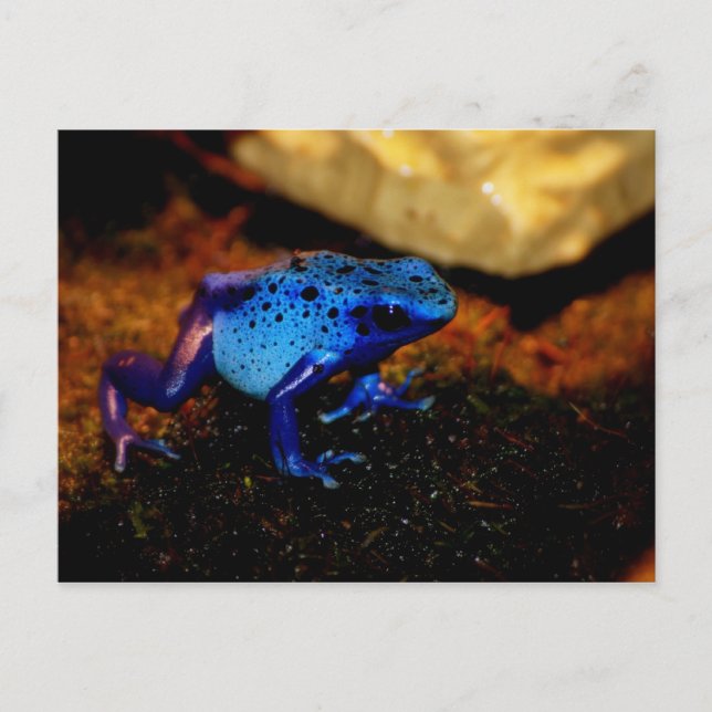 Blue Poison Frog Vykort (Framsida)