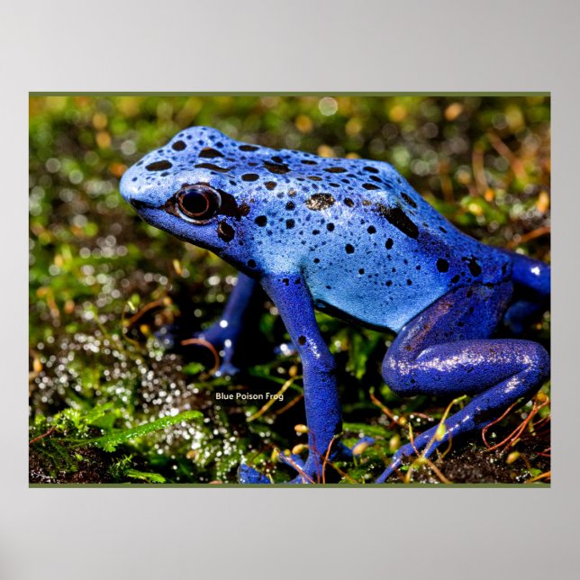 Blue Poisonous Dart Frog Poster (Framsidan)