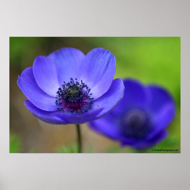 Blue Poppy Flowers Poster (Framsidan)