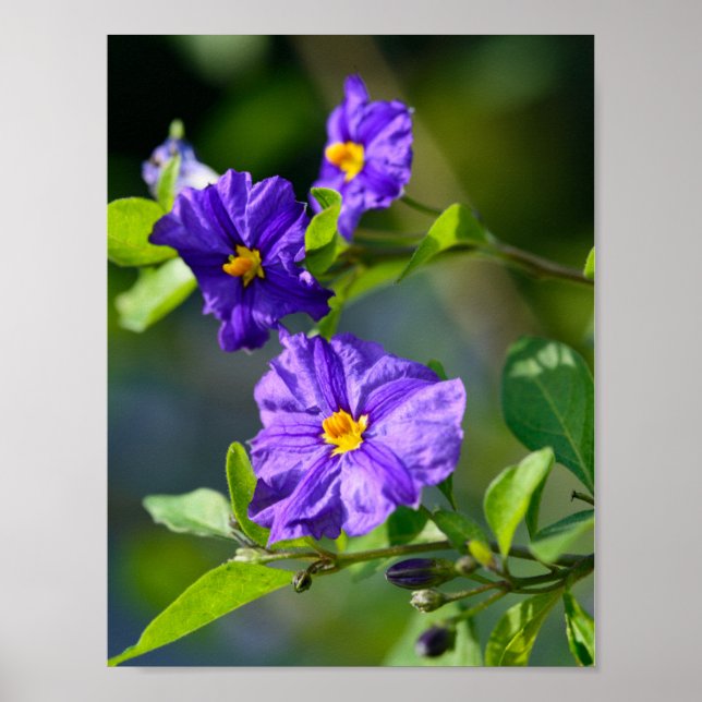 Blue Potato Bush Poster (Framsidan)