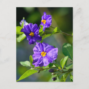 Blue Potato Bush vykort