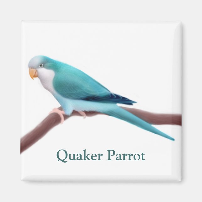 Blue Quaker Parrot Magnet (Framsidan)