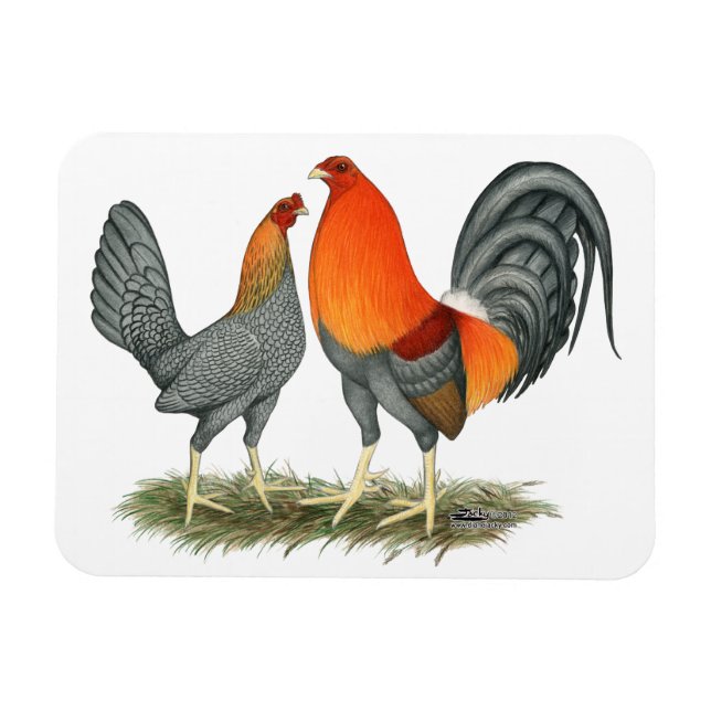 Blue Red Gamefowl Magnet (Horisontell)