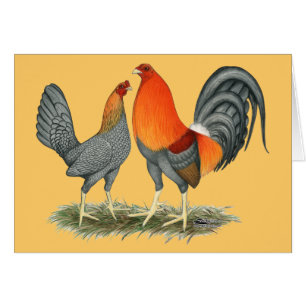 Blue Red Gamefowl OBS Kort