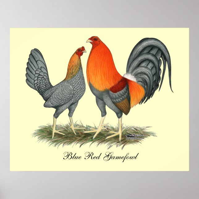 Blue Red Gamefowl Poster (Framsidan)
