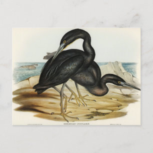 Blue Reef Heron av Elizabeth Gould Vykort