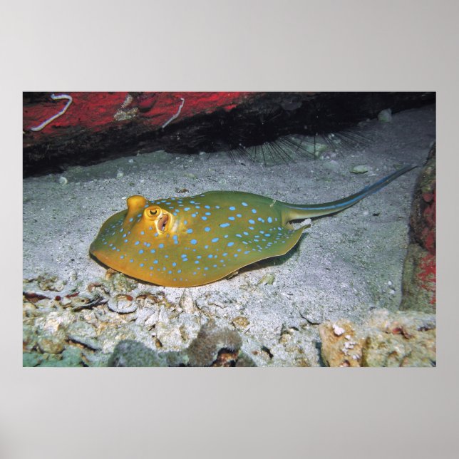 Blue Ribbon Svan Stingray Poster (Framsidan)