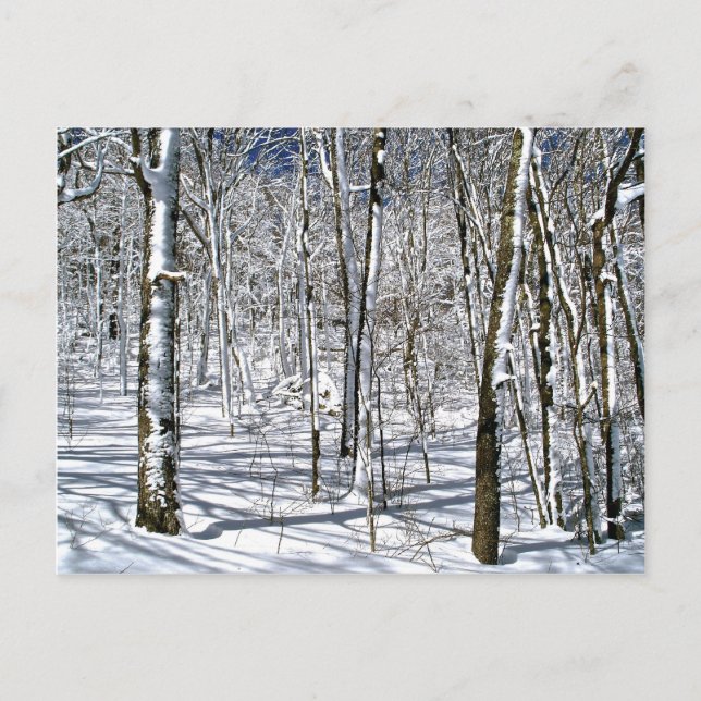 Blue Ridge Mountain Magic under Winter Spell Vykort (Framsida)