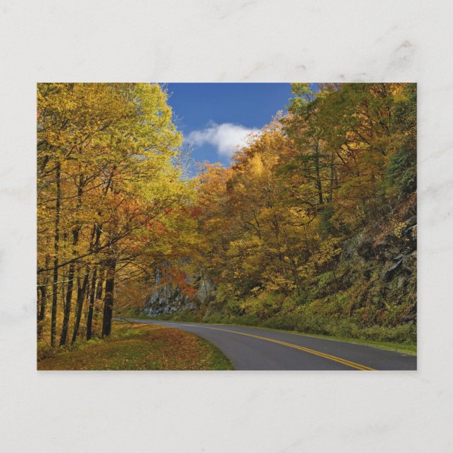 Blue Ridge Parkway-kurva genom hösten färg Vykort (Framsida)